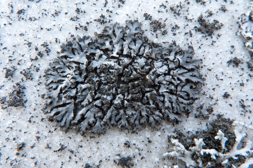 Phaeophyscia orbicularis-5